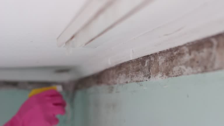 Professional Mold Removal in Tyrone, GA